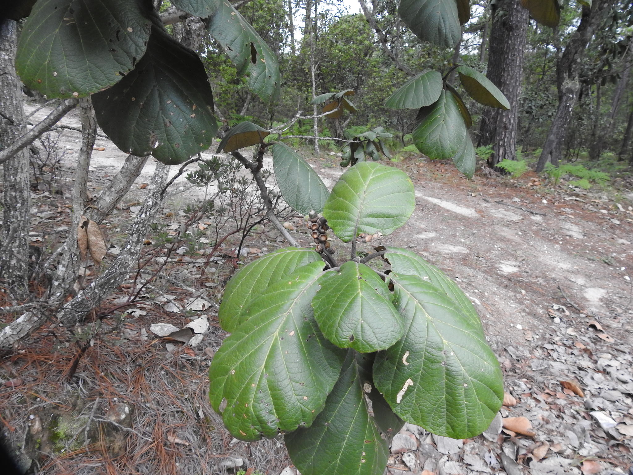 Quercus urbanii